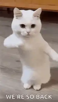 White cat dancing back