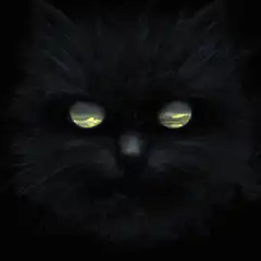 black cat with landscape eyes