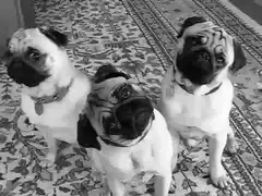 Three pugs tilting heads