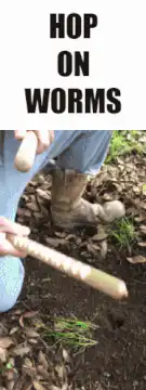 Person digging in dirt with stick
