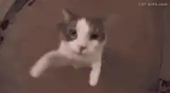 Cat reaching out to camera