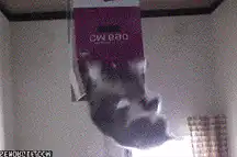 cat stuck in box