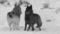 Two wolves interacting in snow