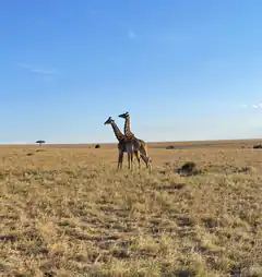 Two giraffes standing in savanna