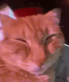 Orange cat yawning