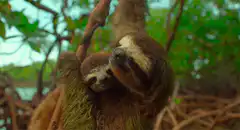 Mother sloth hugging baby in tree