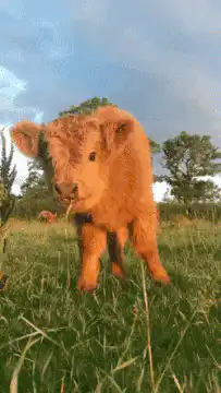 Cute fluffy calf walking in field