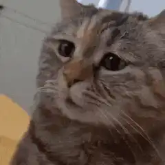 Sad calico cat looking down