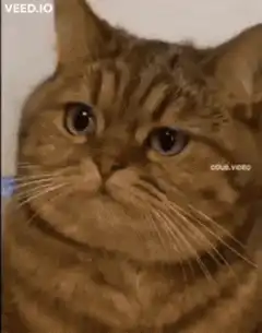 Confused cat with math formula