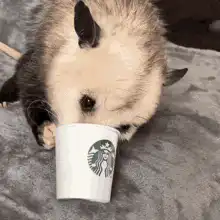 Baby Opossum Drinking from Starbucks Cup
