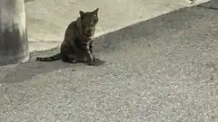 tabby cat sitting on pavement