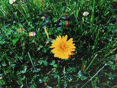 Yellow flower in grass with glitch effect
