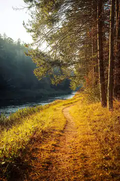 sunny forest path by river