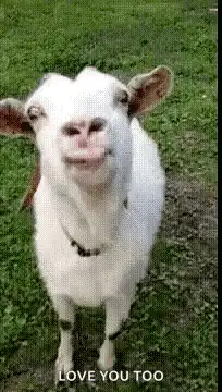 Goat sticking tongue out