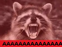 Raccoon screaming AAAAA