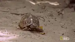 Turtle eating a yellow leaf