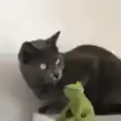 gray cat ignores frog toy