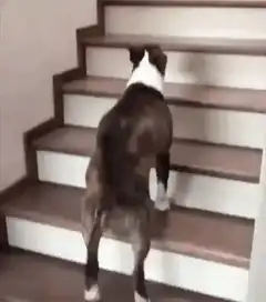 Dog walks up stairs