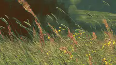 Grass blowing in the wind
