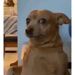 Small dog looking confused