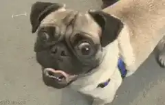 Pug making funny faces