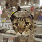 Cat with headphones bobbing head