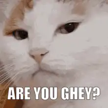 Are You Ghey Cat Meme