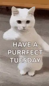 White cat dancing with purrfect tuesday text