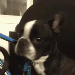 Boston Terrier Dog Nodding