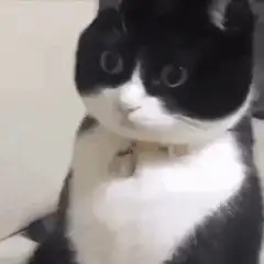 black and white cat zooming in