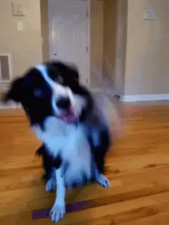 Happy dog shaking head and lifting paw