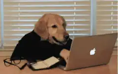 dog typing on laptop