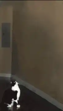 Cat abducted by UFO