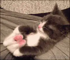 Sleeping kitten with pink paws