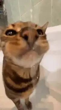 Cat drinking water from a tap