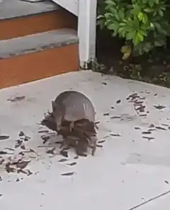 armadillo dragging leaves