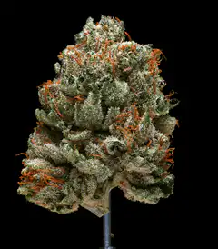 Rotating cannabis bud close-up