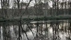 River reflection in a forest