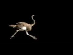 ostrich running on black background