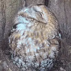 Sleeping owl in tree hollow
