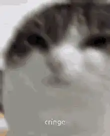 blurry cat face cringe