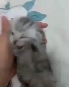 tiny kitten yawning in hand