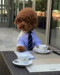 Business dog drinking coffee