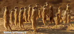 Meerkats waiting for Chivalry II