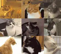 cat faces zooming in
