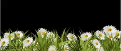 Daisies swaying in the wind