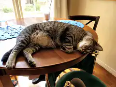 Tabby cat wakes up on table