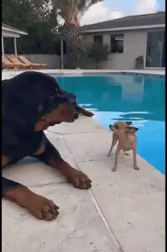 Rottweiler tosses chihuahua into pool