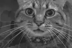 Cat face morphs into monster