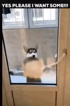 Husky begging to come inside